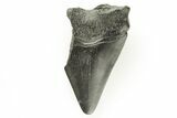 Bargain, Fossil Megalodon Tooth #194087-1